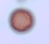 Sagittaria cristata image