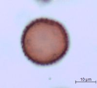 Sagittaria cristata image