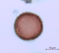 Sagittaria cristata image