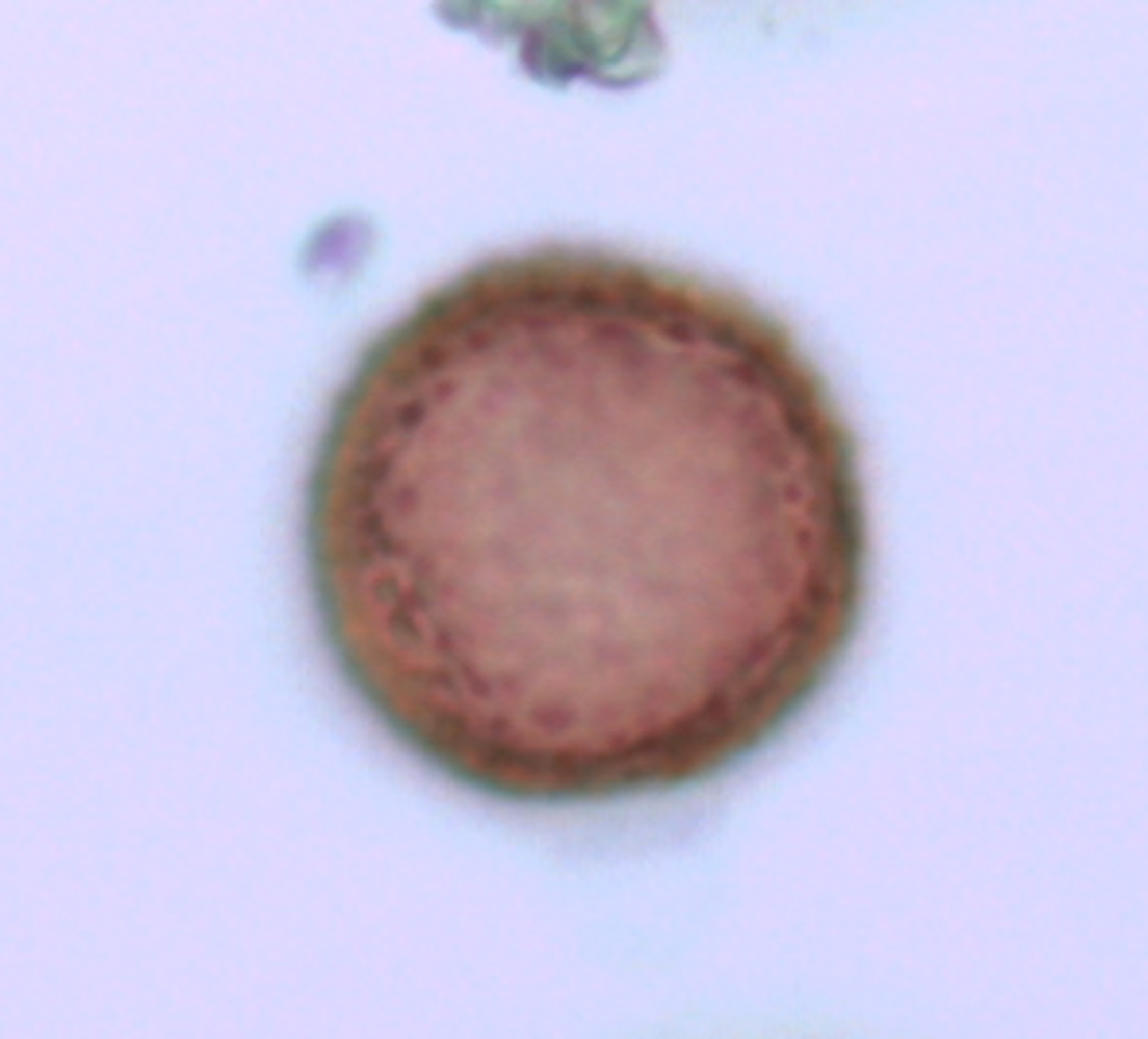 Sagittaria cristata image