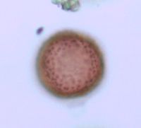 Sagittaria cristata image