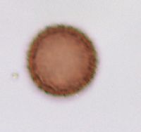 Sagittaria cristata image