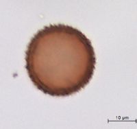 Sagittaria cristata image
