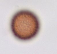 Sagittaria cristata image