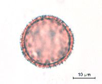 Sagittaria cristata image