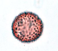 Sagittaria cristata image