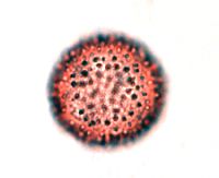Sagittaria cristata image