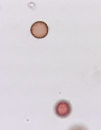 Sagittaria cristata image