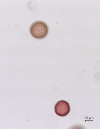 Sagittaria cristata image