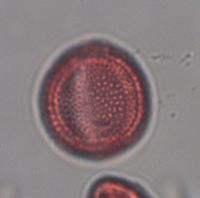 Sisymbrium altissimum image