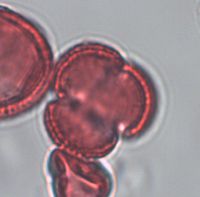 Sisymbrium altissimum image