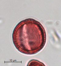 Sisymbrium altissimum image