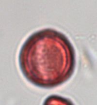 Sisymbrium altissimum image