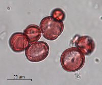 Sisymbrium altissimum image