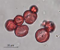 Sisymbrium altissimum image