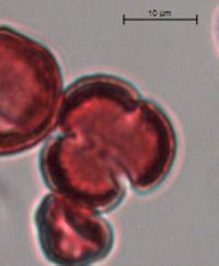 Sisymbrium altissimum image