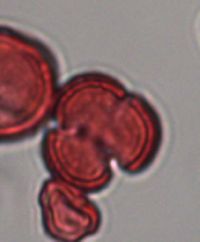 Sisymbrium altissimum image