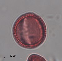 Image of Sisymbrium altissimum