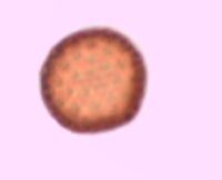 Kochia scoparia image