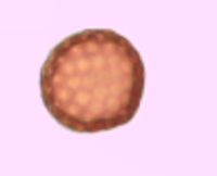 Kochia scoparia image