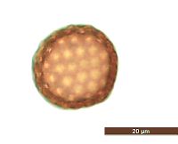 Kochia scoparia image