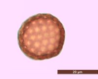 Kochia scoparia image