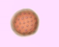 Kochia scoparia image