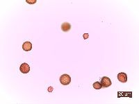 Kochia scoparia image