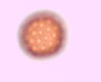 Kochia scoparia image