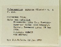 Eurybia macrophylla image