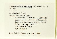 Eurybia macrophylla image