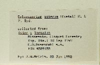 Symphyotrichum x longulum image