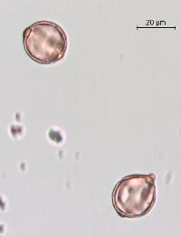 Leucophysalis grandiflora image