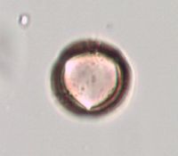 Leucophysalis grandiflora image