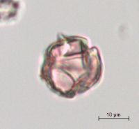 Leucophysalis grandiflora image