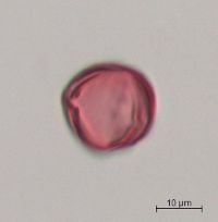 Rhamnus alnifolia image