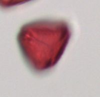 Rhamnus alnifolia image