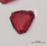 Rhamnus alnifolia image