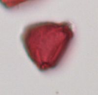 Rhamnus alnifolia image