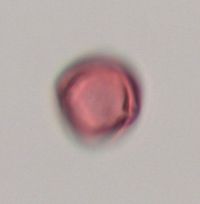 Rhamnus alnifolia image