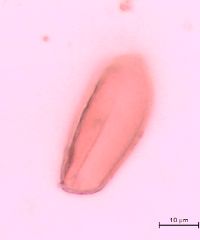 Maianthemum canadense image