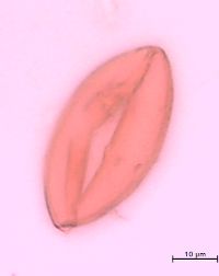 Maianthemum canadense image