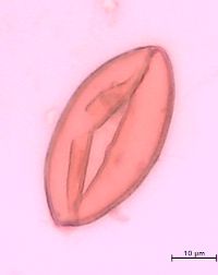 Maianthemum canadense image