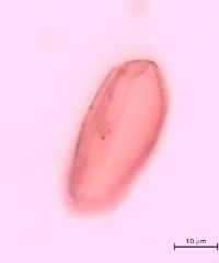 Maianthemum canadense image