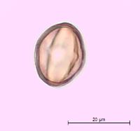 Hypericum punctatum image