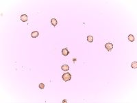 Hypericum punctatum image