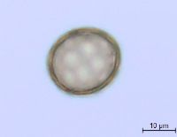Amaranthus albus image