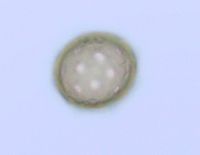 Amaranthus albus image