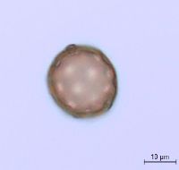 Amaranthus albus image