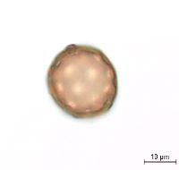 Amaranthus albus image